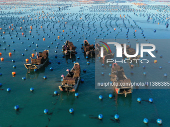 Fishermen are collecting abalone in a culture area at Songlu Bay in Fuzhou, Fujian province, China, on July 5, 2024. (