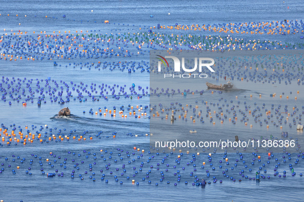 Fishermen are collecting abalone in a culture area at Songlu Bay in Fuzhou, Fujian province, China, on July 5, 2024. 