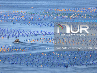 Fishermen are collecting abalone in a culture area at Songlu Bay in Fuzhou, Fujian province, China, on July 5, 2024. (