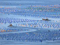 Fishermen are collecting abalone in a culture area at Songlu Bay in Fuzhou, Fujian province, China, on July 5, 2024. (