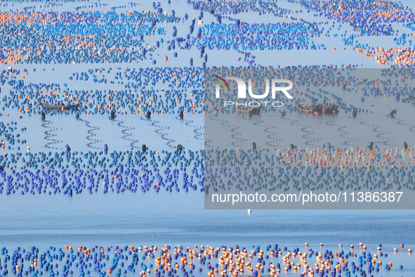 Fishermen are collecting abalone in a culture area at Songlu Bay in Fuzhou, Fujian province, China, on July 5, 2024. 