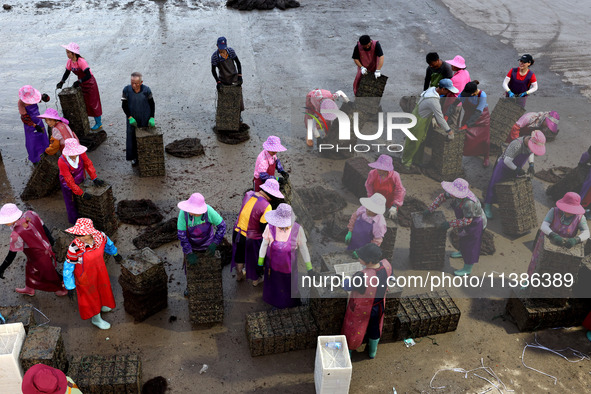 Fishermen are sorting, cleaning, and packing abalone at Songluwan Pier in Fuzhou, Fujian province, China, on July 5, 2024. 