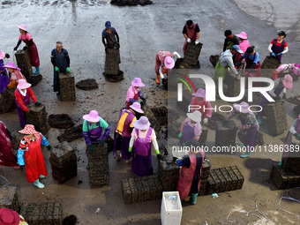 Fishermen are sorting, cleaning, and packing abalone at Songluwan Pier in Fuzhou, Fujian province, China, on July 5, 2024. (