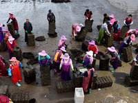 Fishermen are sorting, cleaning, and packing abalone at Songluwan Pier in Fuzhou, Fujian province, China, on July 5, 2024. (