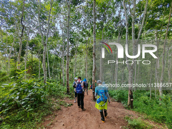 Tourists from Shanghai are walking through the rain forest with their children in the Jinuo Mountain rain forest in Xishuangbanna city, Yunn...