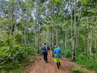 Tourists from Shanghai are walking through the rain forest with their children in the Jinuo Mountain rain forest in Xishuangbanna city, Yunn...