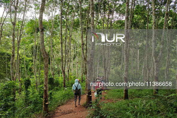 Tourists from Shanghai are walking through the rain forest with their children in the Jinuo Mountain rain forest in Xishuangbanna city, Yunn...