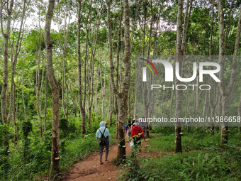 Tourists from Shanghai are walking through the rain forest with their children in the Jinuo Mountain rain forest in Xishuangbanna city, Yunn...