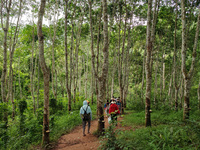 Tourists from Shanghai are walking through the rain forest with their children in the Jinuo Mountain rain forest in Xishuangbanna city, Yunn...