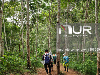 Tourists from Shanghai are walking through the rain forest with their children in the Jinuo Mountain rain forest in Xishuangbanna city, Yunn...