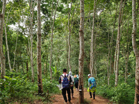 Tourists from Shanghai are walking through the rain forest with their children in the Jinuo Mountain rain forest in Xishuangbanna city, Yunn...