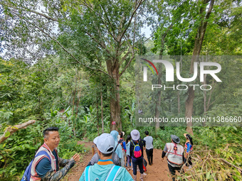 Tourists from Shanghai are walking through the rain forest with their children in the Jinuo Mountain rain forest in Xishuangbanna city, Yunn...