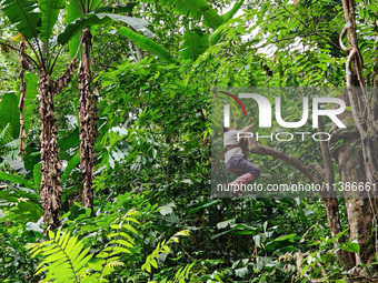 Tourists from Shanghai are walking through the rain forest with their children in the Jinuo Mountain rain forest in Xishuangbanna city, Yunn...