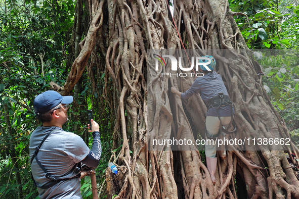 Tourists from Shanghai are walking through the rain forest with their children in the Jinuo Mountain rain forest in Xishuangbanna city, Yunn...