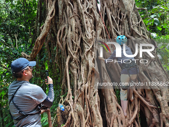 Tourists from Shanghai are walking through the rain forest with their children in the Jinuo Mountain rain forest in Xishuangbanna city, Yunn...