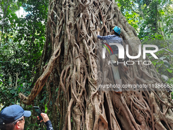 Tourists from Shanghai are walking through the rain forest with their children in the Jinuo Mountain rain forest in Xishuangbanna city, Yunn...