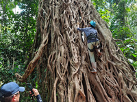 Tourists from Shanghai are walking through the rain forest with their children in the Jinuo Mountain rain forest in Xishuangbanna city, Yunn...