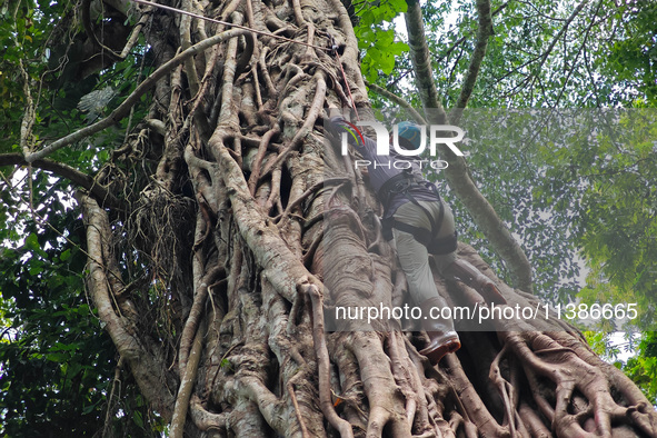 Tourists from Shanghai are walking through the rain forest with their children in the Jinuo Mountain rain forest in Xishuangbanna city, Yunn...