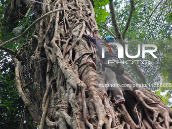 Tourists from Shanghai are walking through the rain forest with their children in the Jinuo Mountain rain forest in Xishuangbanna city, Yunn...