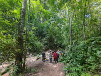 Tourists from Shanghai are walking through the rain forest with their children in the Jinuo Mountain rain forest in Xishuangbanna city, Yunn...