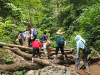 Tourists from Shanghai are walking through the rain forest with their children in the Jinuo Mountain rain forest in Xishuangbanna city, Yunn...