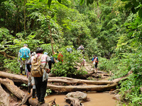 Tourists from Shanghai are walking through the rain forest with their children in the Jinuo Mountain rain forest in Xishuangbanna city, Yunn...