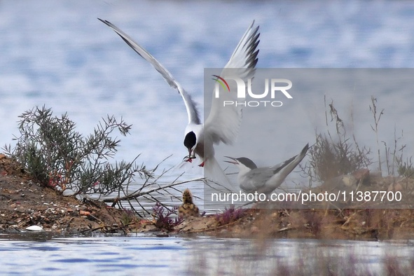 Two terns are feeding baby birds with small fish at Hetao Wetland in Qingdao, China, on July 6, 2024. 