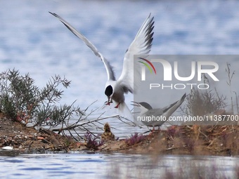 Two terns are feeding baby birds with small fish at Hetao Wetland in Qingdao, China, on July 6, 2024. (