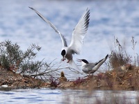 Two terns are feeding baby birds with small fish at Hetao Wetland in Qingdao, China, on July 6, 2024. (