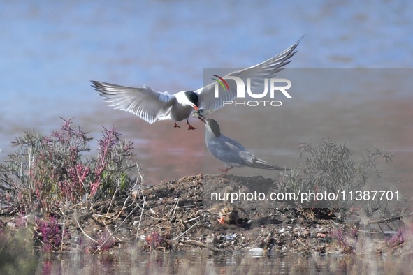 Two terns are feeding baby birds with small fish at Hetao Wetland in Qingdao, China, on July 6, 2024. 