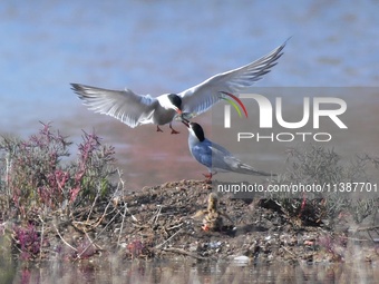 Two terns are feeding baby birds with small fish at Hetao Wetland in Qingdao, China, on July 6, 2024. (