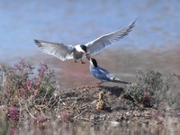 Two terns are feeding baby birds with small fish at Hetao Wetland in Qingdao, China, on July 6, 2024. (