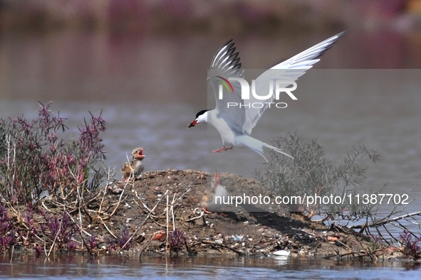 A tern is bringing back small fish to feed its chicks at Hetao Wetland in Qingdao, China, on July 6, 2024. 