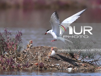 A tern is bringing back small fish to feed its chicks at Hetao Wetland in Qingdao, China, on July 6, 2024. (