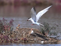 A tern is bringing back small fish to feed its chicks at Hetao Wetland in Qingdao, China, on July 6, 2024. (