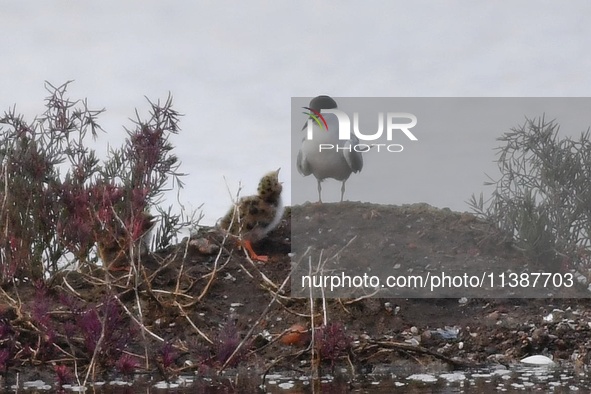 Chicks are begging for food from their mothers at Hetao Wetland in Qingdao, China, on July 6, 2024. 