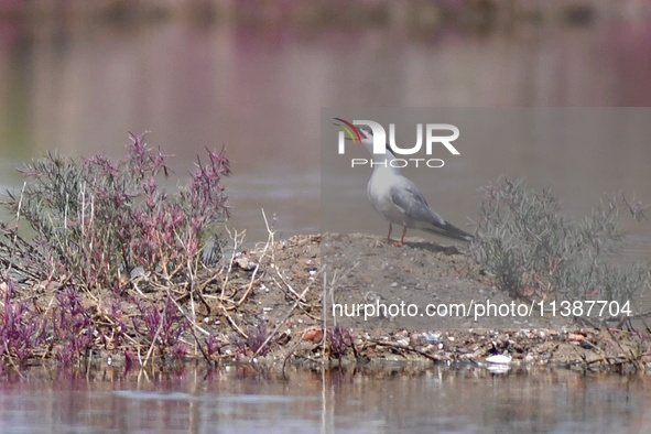 A tern is calling its chicks at Hetao Wetland in Qingdao, China, on July 6, 2024. 