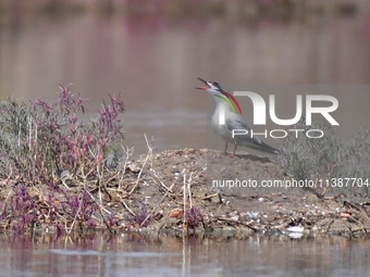 A tern is calling its chicks at Hetao Wetland in Qingdao, China, on July 6, 2024. (