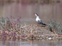 A tern is calling its chicks at Hetao Wetland in Qingdao, China, on July 6, 2024. (