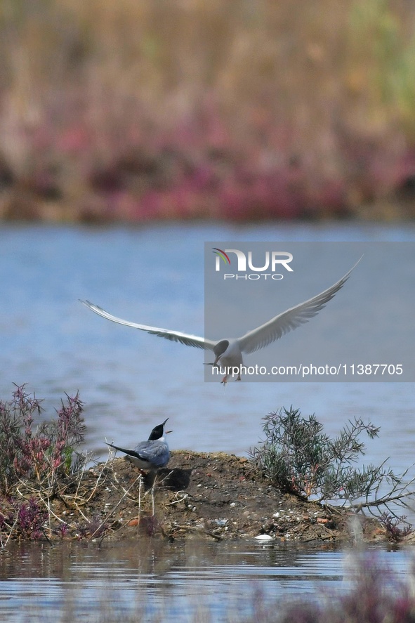 Two terns are passing fish caught at Hetao Wetland in Qingdao, China, on July 6, 2024. 