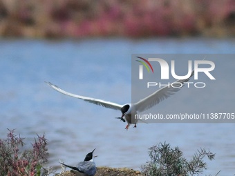 Two terns are passing fish caught at Hetao Wetland in Qingdao, China, on July 6, 2024. (