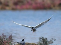 Two terns are passing fish caught at Hetao Wetland in Qingdao, China, on July 6, 2024. (