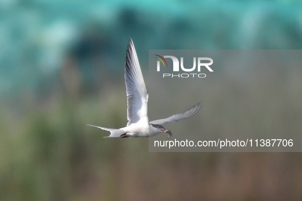 A tern is returning from fishing at the Hetao Wetland in Qingdao, China, on July 6, 2024. 