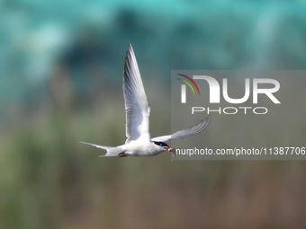 A tern is returning from fishing at the Hetao Wetland in Qingdao, China, on July 6, 2024. (