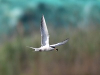 A tern is returning from fishing at the Hetao Wetland in Qingdao, China, on July 6, 2024. (