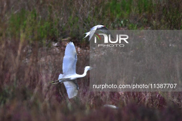 Terns are protecting chicks by driving egrets that enter their territory at Hetao Wetland in Qingdao, China, on July 6, 2024. 