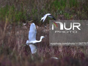 Terns are protecting chicks by driving egrets that enter their territory at Hetao Wetland in Qingdao, China, on July 6, 2024. (