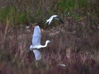 Terns are protecting chicks by driving egrets that enter their territory at Hetao Wetland in Qingdao, China, on July 6, 2024. (