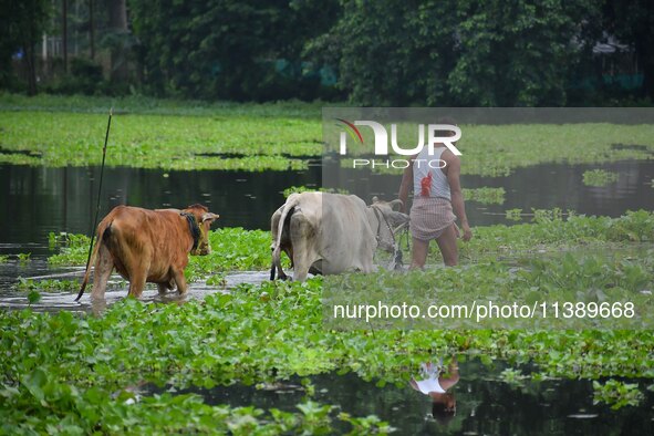 A man is walking with his cattle through a flooded road after heavy rainfall in Nagaon District of Assam, India, on July 7, 2024. 