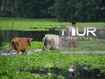 A man is walking with his cattle through a flooded road after heavy rainfall in Nagaon District of Assam, India, on July 7, 2024. (